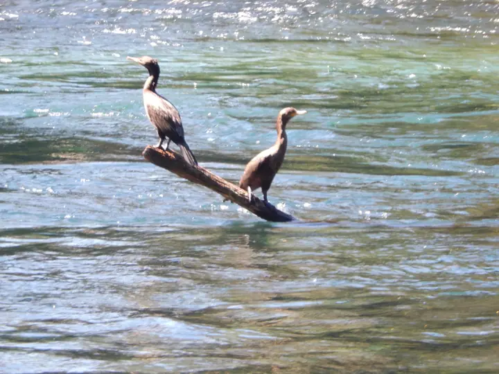 Senderos de paseo en Kari Mapu Park