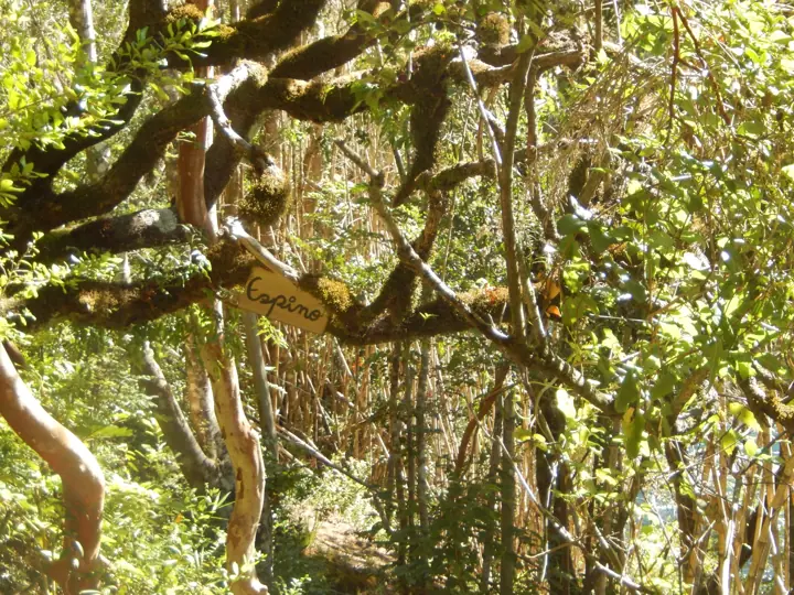 The park · Kari Mapu Park, Pucón