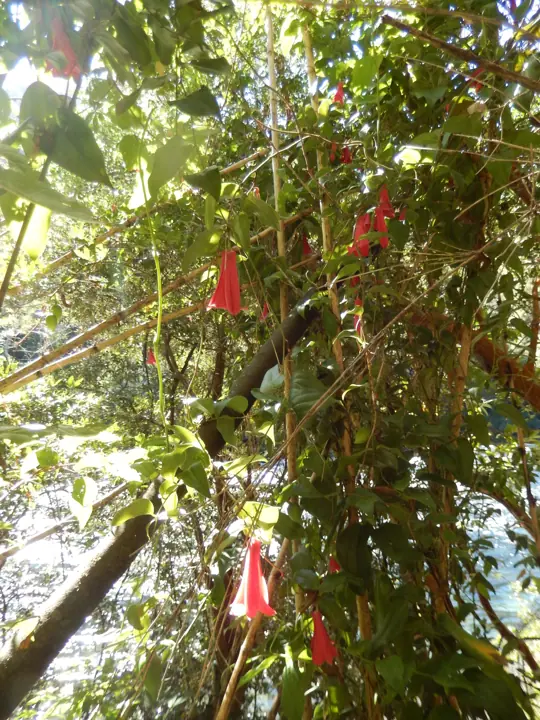 Senderos de paseo en Kari Mapu Park