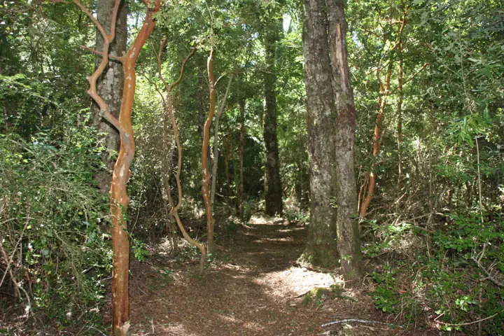 Senderos de paseo en Kari Mapu Park