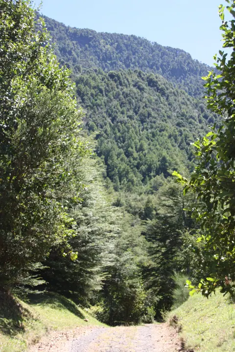 The park · Kari Mapu Park, Pucón
