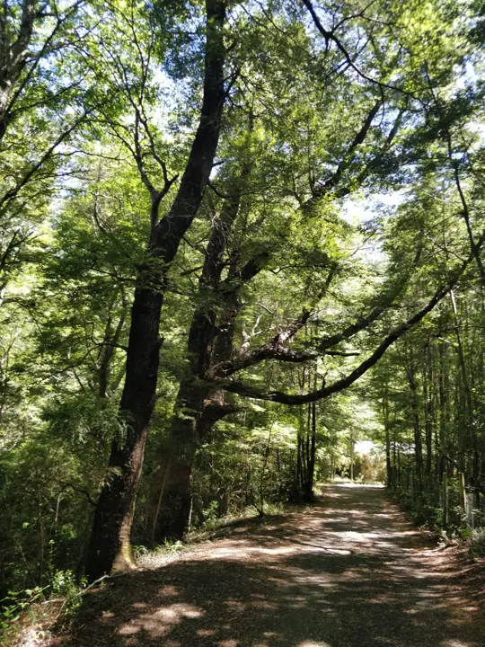 The park · Kari Mapu Park, Pucón